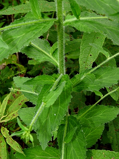 {Lobelia inflata}